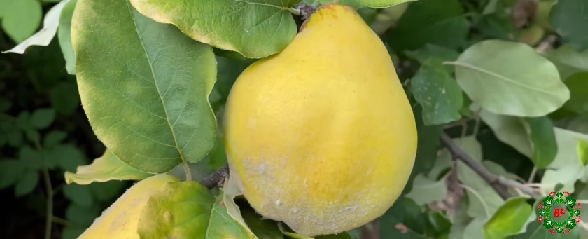Quince Reduces Allergic Reactions