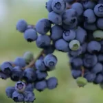 Blueberry Benefits Good Skin