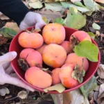Persimmon Health Benefits And Nutrition
