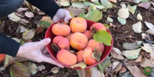 Persimmon Health Benefits And Nutrition