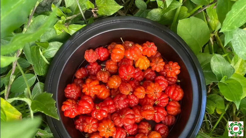 11+ Pitanga Fruit (Surinam Cherry) Health Benefits