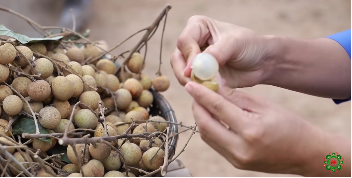 Longan Health Benefits With Nutrition