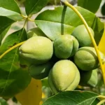 White Sapote (Mexican Apple) To Reduce Pain