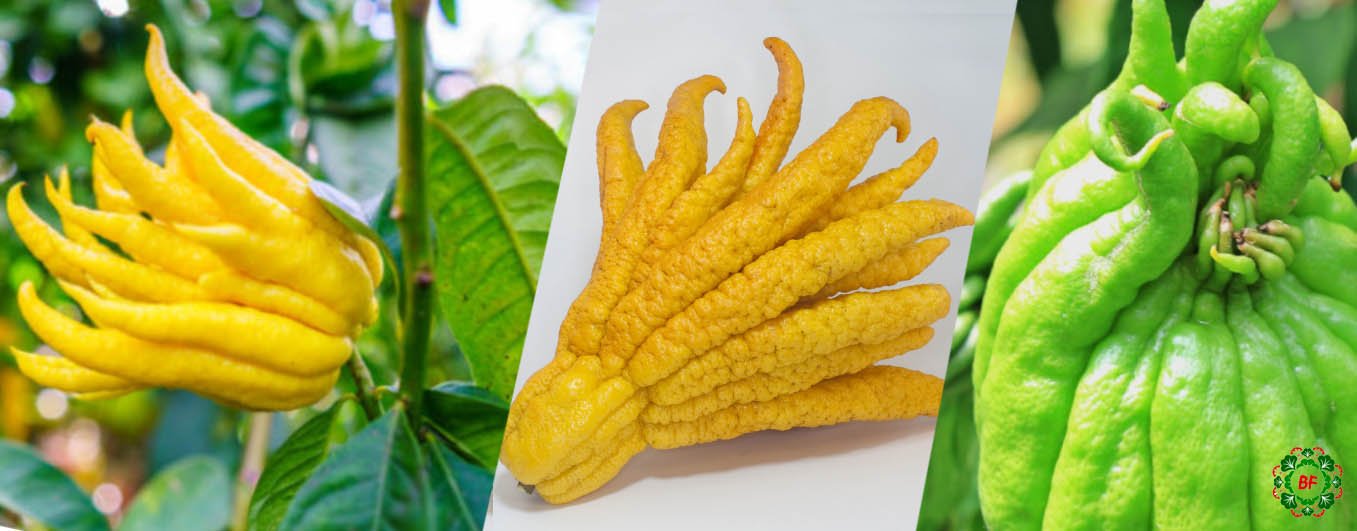 9+ Buddha’s hand benefits: Relieves pain, Skin, Hair & Side effects