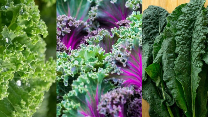 Kale Health Benefits: Brain, Gout, Types, Uses