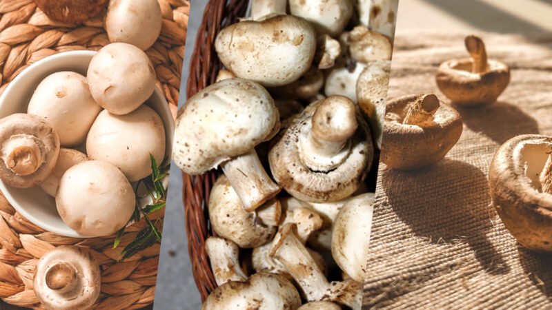 Agaricus Mushroom Health Benefits: Skin, Weight Loss, Disadvantages